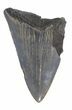 Partial, Serrated Megalodon Tooth - Georgia #48892-1